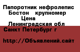 Папоротник нефролепис “Бостон“, крупномер › Цена ­ 1 200 - Ленинградская обл., Санкт-Петербург г.  »    